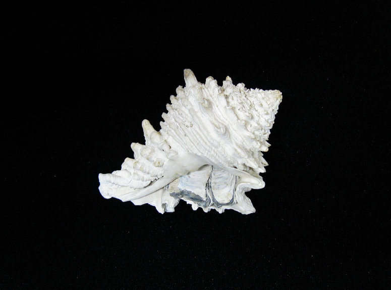 nature_website_11049002.jpg